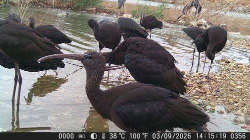 iNaturalist image