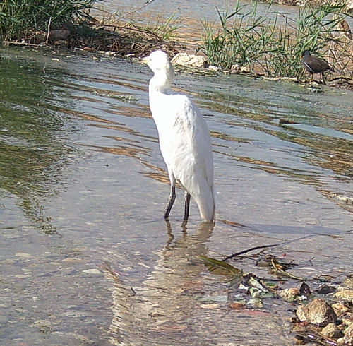 iNaturalist: (c) faluke, some rights reserved (CC BY-NC), uploaded by faluke iNaturalist image