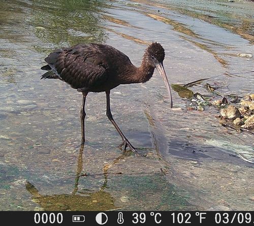 iNaturalist image