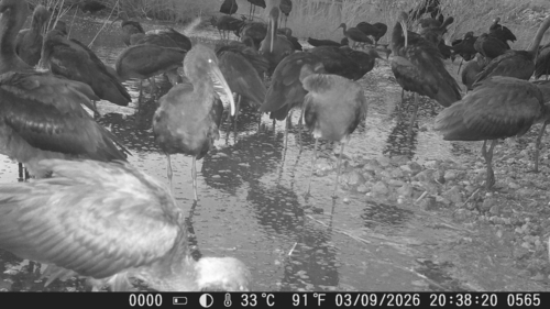 iNaturalist image