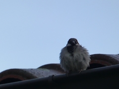 Passer domesticus
