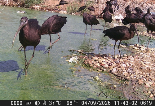 iNaturalist image