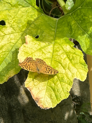 Silver-washed Fritillary