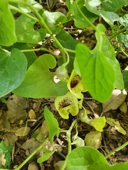 Aristolochia paecilantha