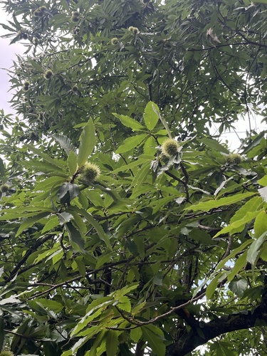 Sweet Chestnut