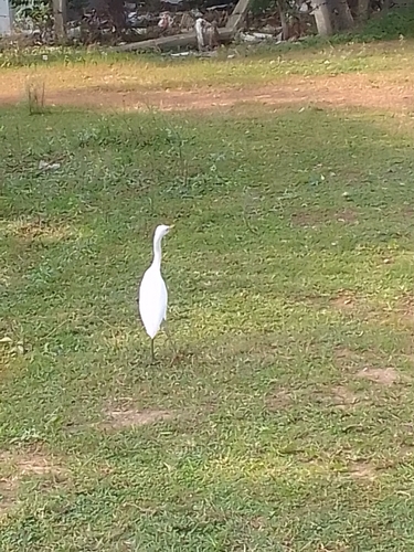 iNaturalist image