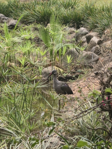iNaturalist image