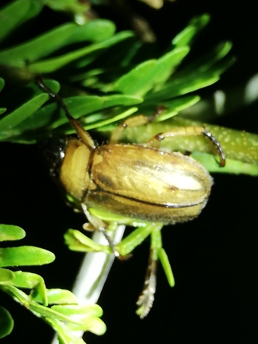 Adoretus ictericus