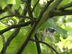 Cyanistes caeruleus