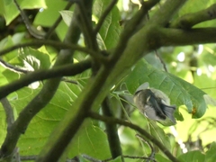 Cyanistes caeruleus