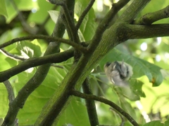 Cyanistes caeruleus