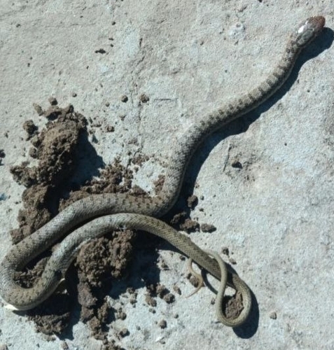 Caspian Whipsnake