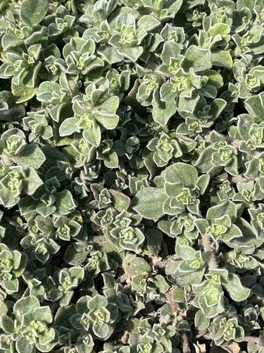 Aizoon pubescens