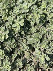 Aizoon pubescens