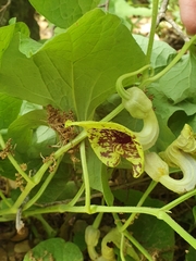 Aristolochia paecilantha