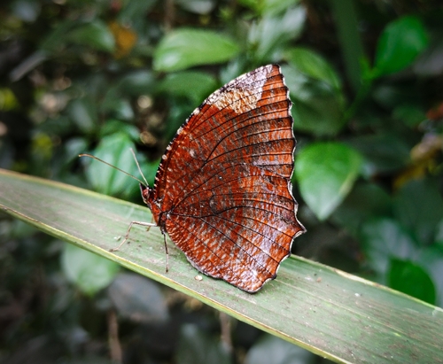 Common Palmfly