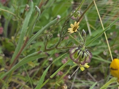 Osteospermum monstrosum