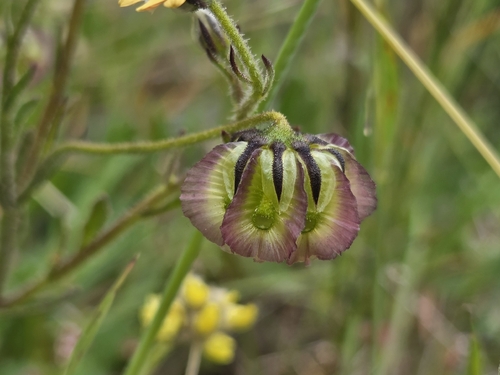 Osteospermum monstrosum, photograph 1