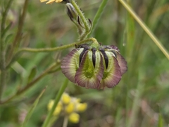 Osteospermum monstrosum, photograph (c) Chantel McWilliam, some rights reserved (CC BY)