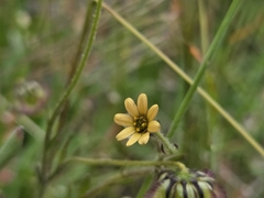 Osteospermum monstrosum, photograph (c) Chantel McWilliam, some rights reserved (CC BY)
