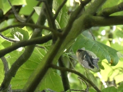 Cyanistes caeruleus