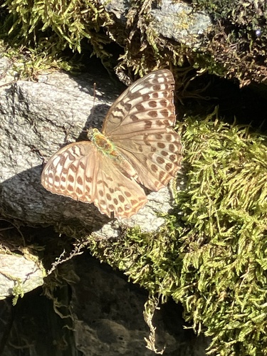 Silver-washed Fritillary