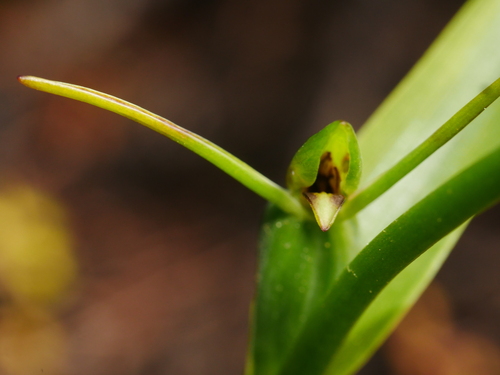 Orthoceras strictum, 2026-09-05