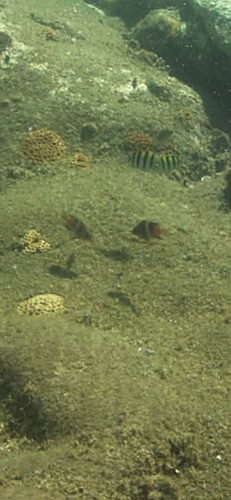 Plectroglyphidodon leucozonus observed 2026-09-09