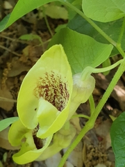 Aristolochia paecilantha