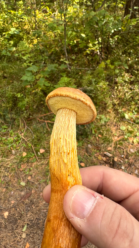 Aureoboletus projectellus