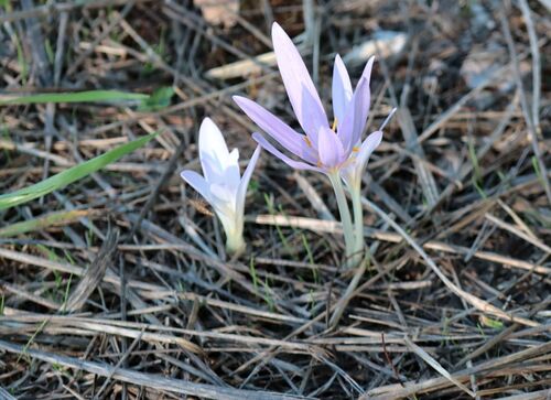 Autumn Crocus