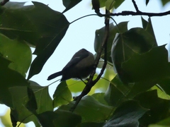 Cyanistes caeruleus