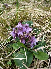 Soldanella montana