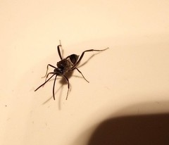 Evania appendigaster