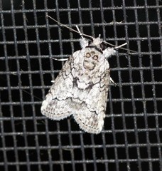 Nycteola polycyma