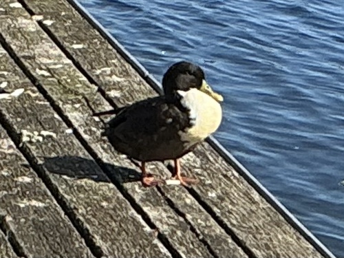iNaturalist image