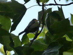 Cyanistes caeruleus
