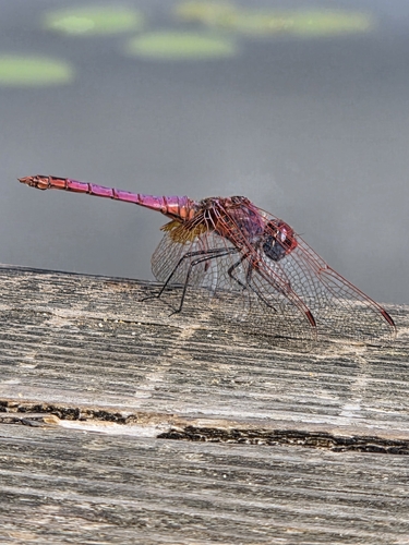 Violet Dropwing