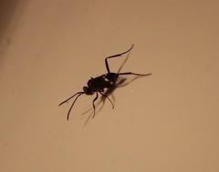 Evania appendigaster