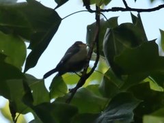 Cyanistes caeruleus