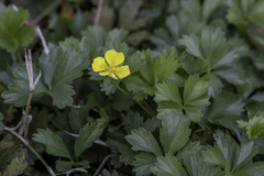 Potentilla anglica