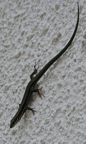 Common Wall Lizard