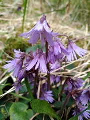 Soldanella montana