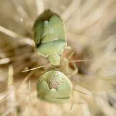 Chlorochroa opuntiae