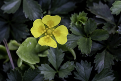 Potentilla anglica