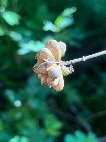 Allium vineale, photograph 5