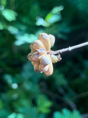 Allium vineale, photograph (c) Bryan Connolly, some rights reserved (CC BY)