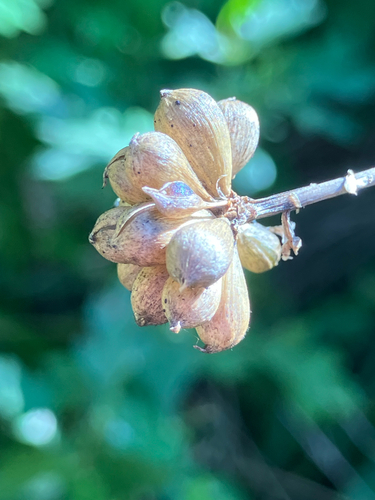 Allium vineale, photograph 4