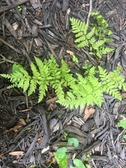 Cystopteris bulbifera