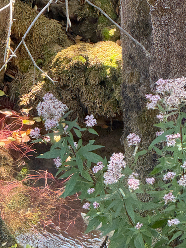 hemp agrimony